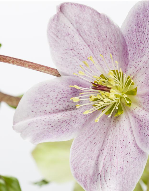 Helleborus orientalis