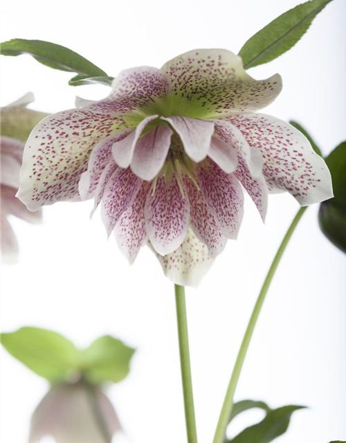 Helleborus orientalis