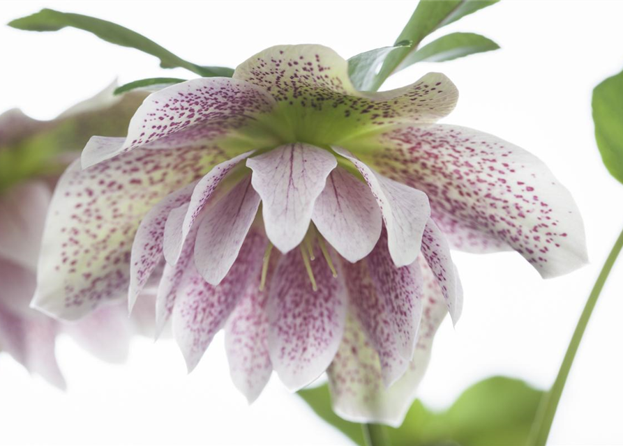 Helleborus orientalis