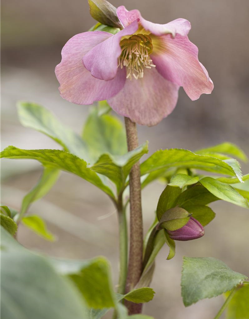 Helleborus orientalis