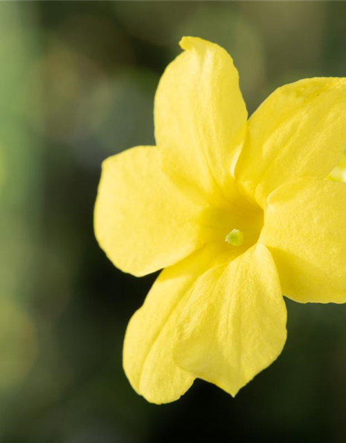 Jasminum nudiflorum