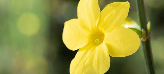 Jasminum nudiflorum