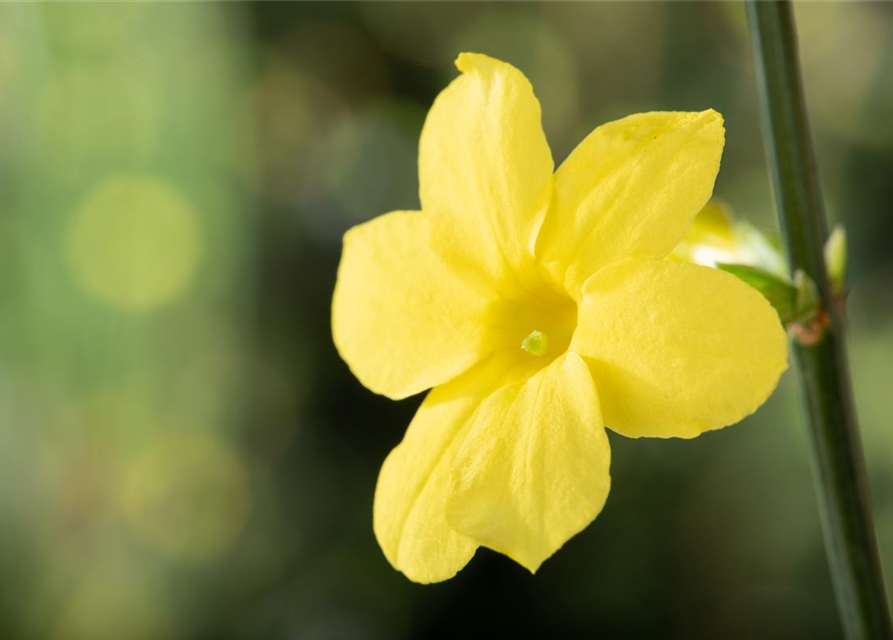 Jasminum nudiflorum