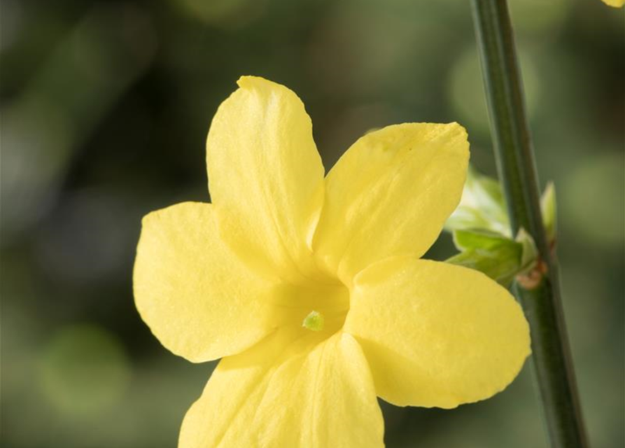 Jasminum nudiflorum