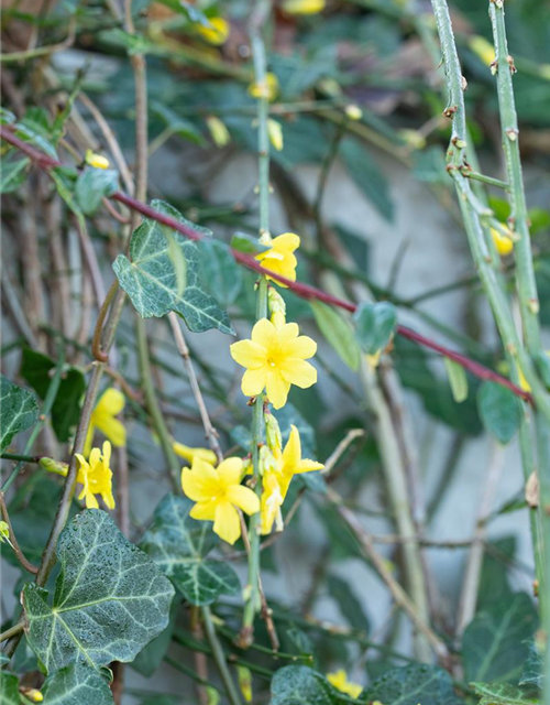 Jasminum nudiflorum