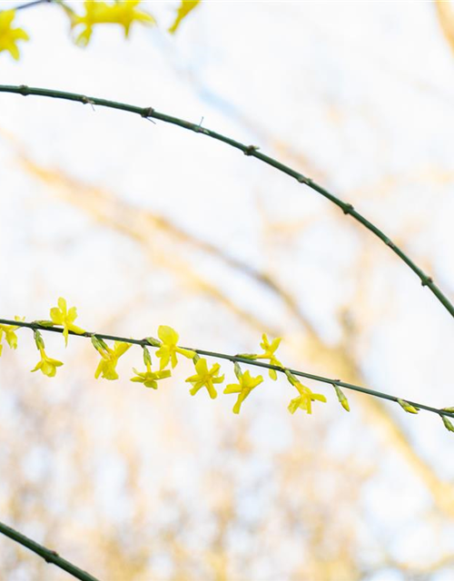 Jasminum nudiflorum