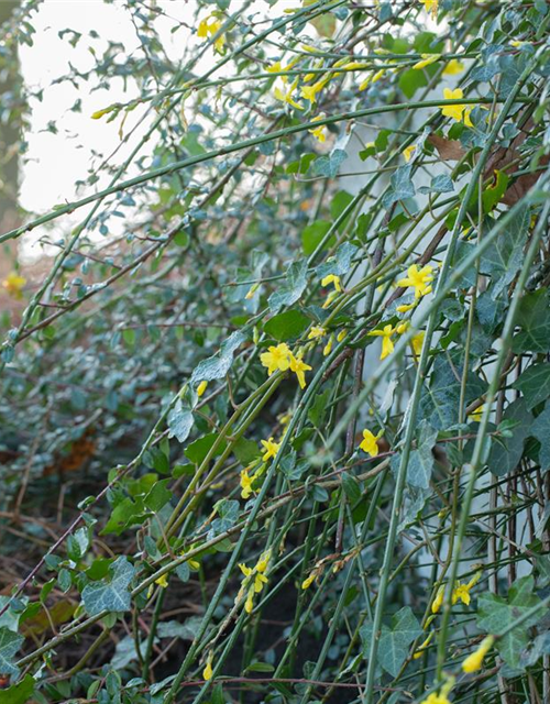 Jasminum nudiflorum