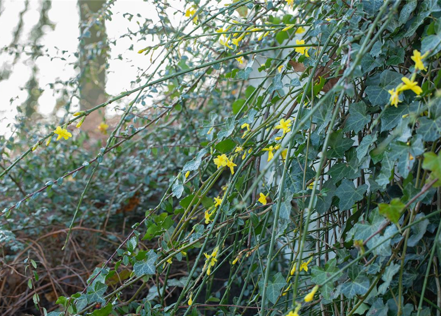 Jasminum nudiflorum