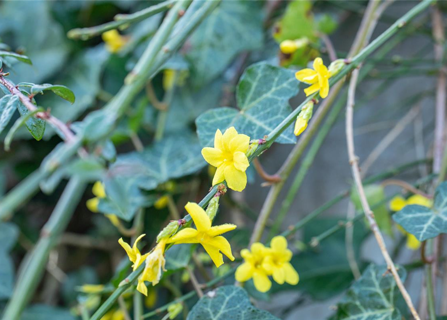 Jasminum nudiflorum