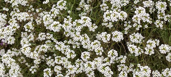 Lobularia maritima