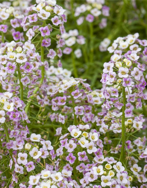 Lobularia maritima