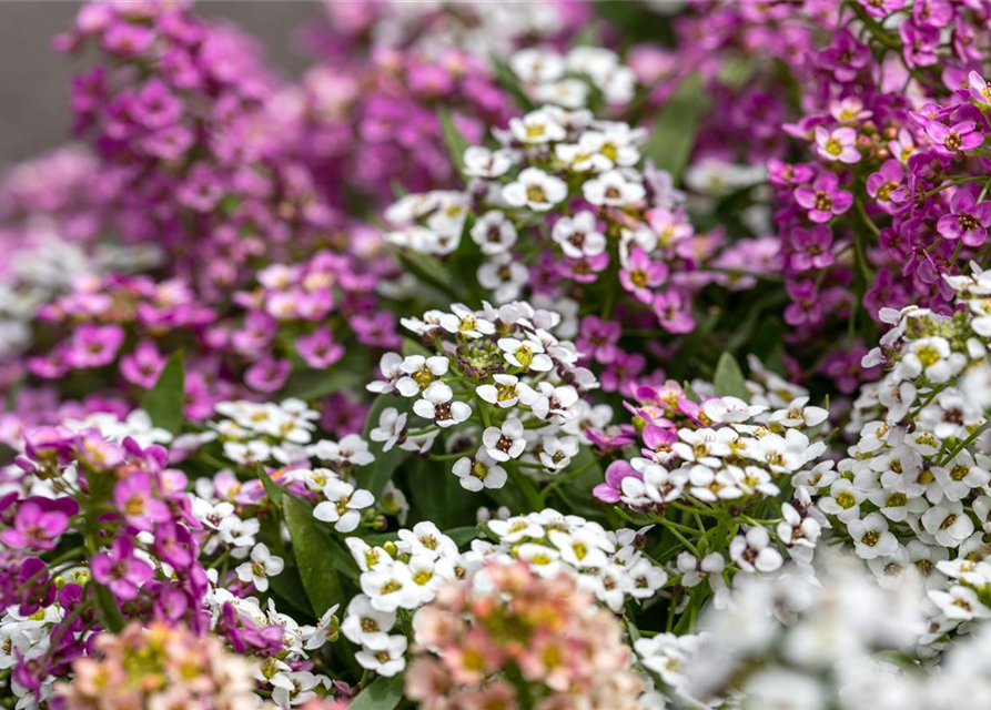 Lobularia maritima