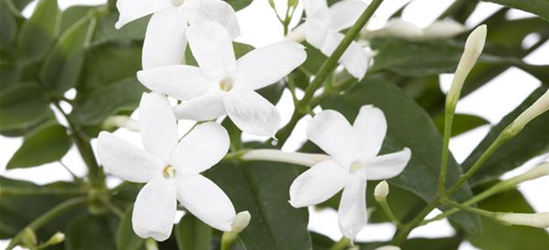 Jasminum polyanthum