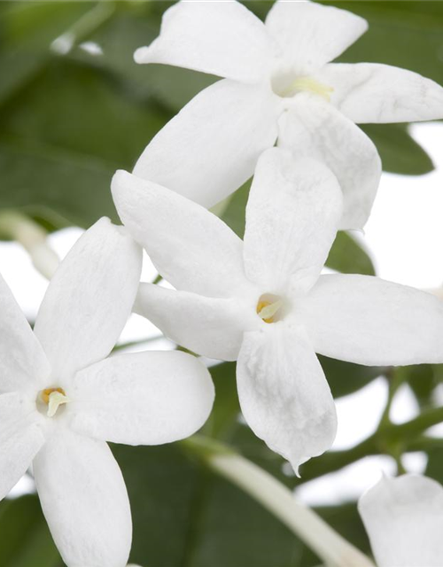 Jasminum polyanthum