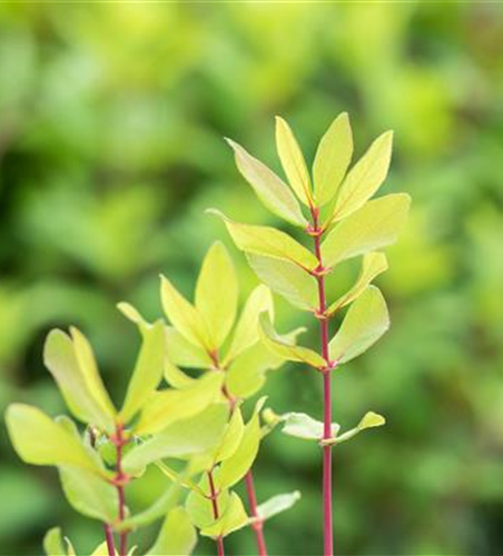 Lonicera caerulea var. kamtschatica