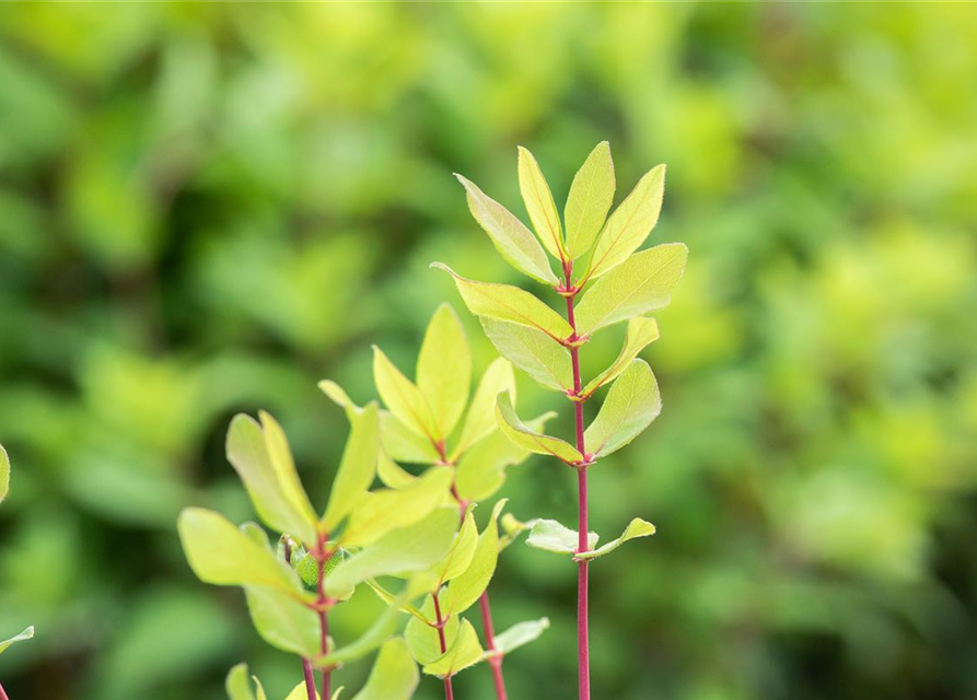 Lonicera caerulea var. kamtschatica