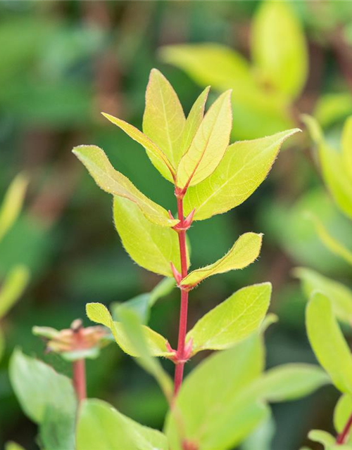 Lonicera caerulea var. kamtschatica