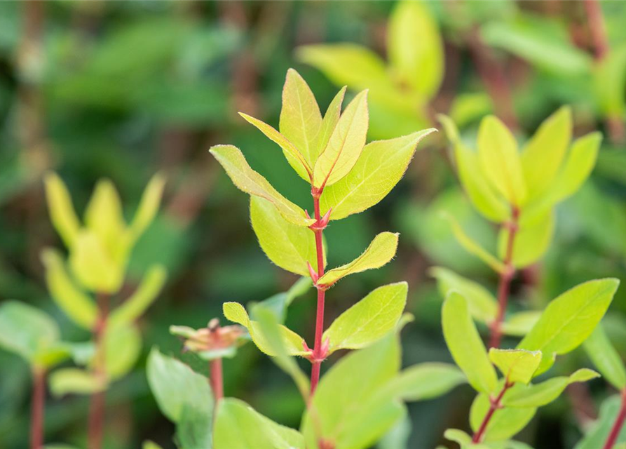 Lonicera caerulea var. kamtschatica