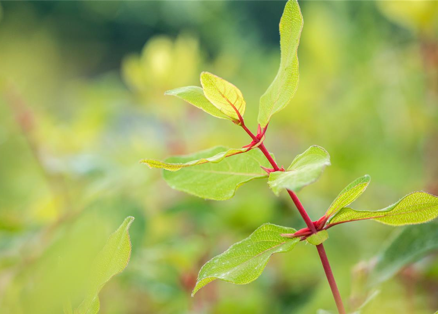 Lonicera caerulea var. kamtschatica