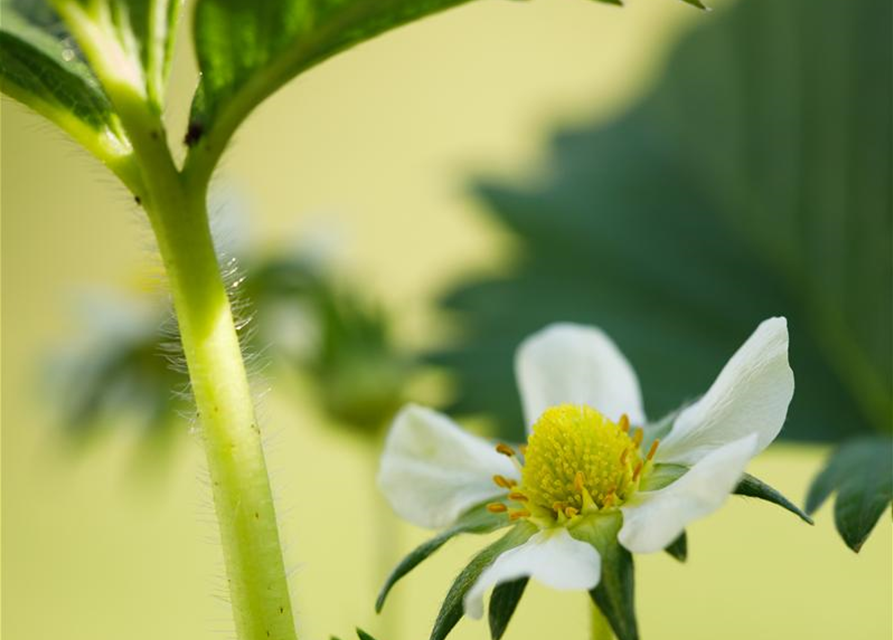 Fragaria x ananassa 'Elan'