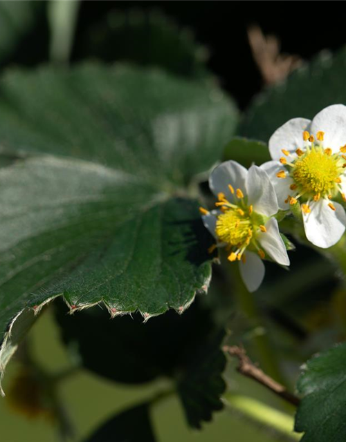 Fragaria x ananassa 'Elan'