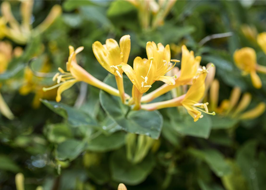 Lonicera heckrottii