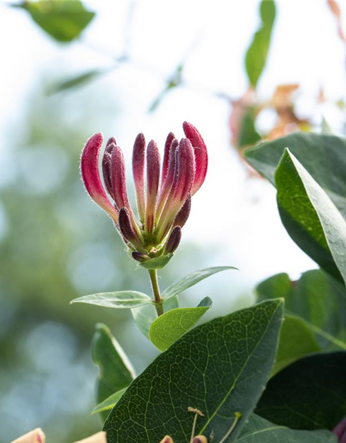 Lonicera heckrottii