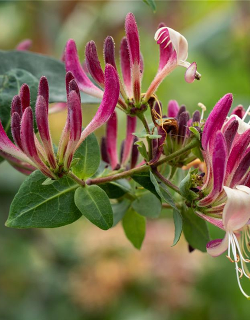 Lonicera heckrottii