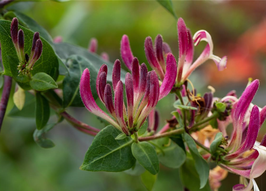 Lonicera heckrottii