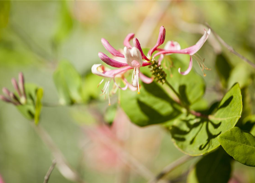 Lonicera heckrottii