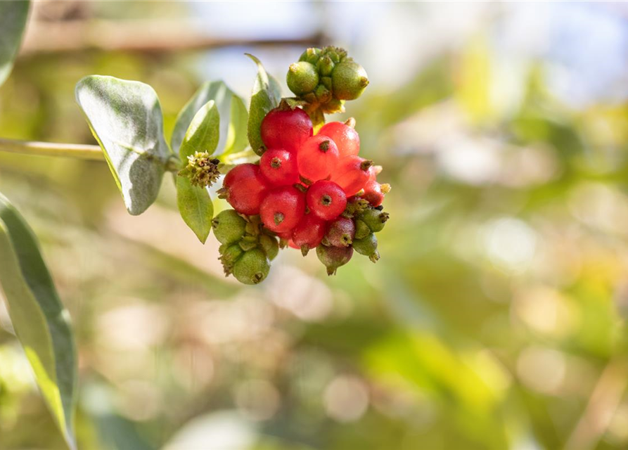 Lonicera heckrottii