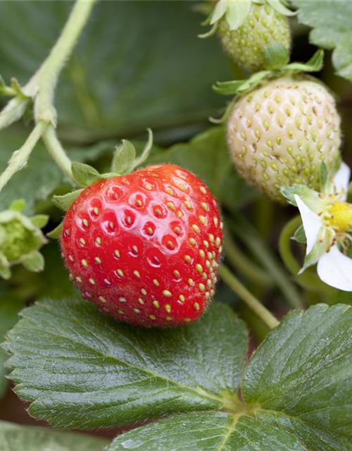 Fragaria x ananassa 'Mieze Schindler'