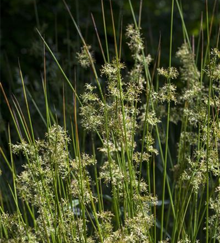 Juncus effusus