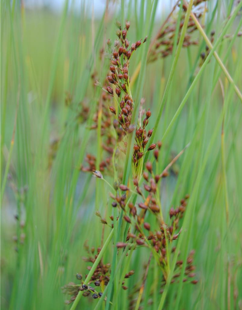 Juncus effusus