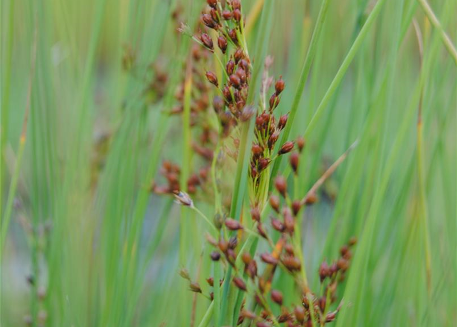 Juncus effusus