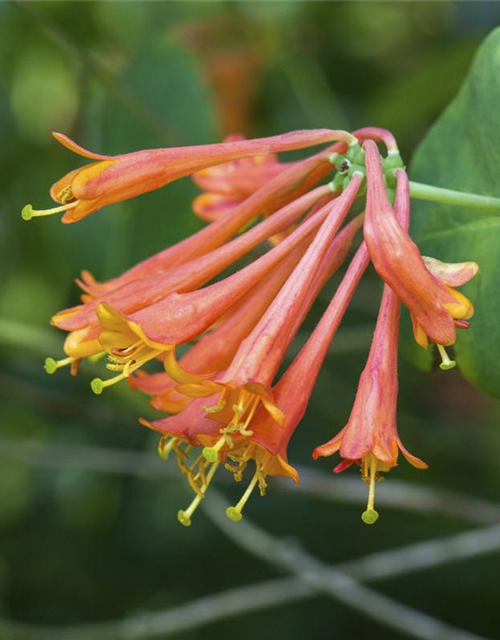 Lonicera x brownii 'Dropmore Scarlet'