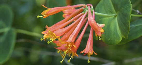 Lonicera x brownii 'Dropmore Scarlet'