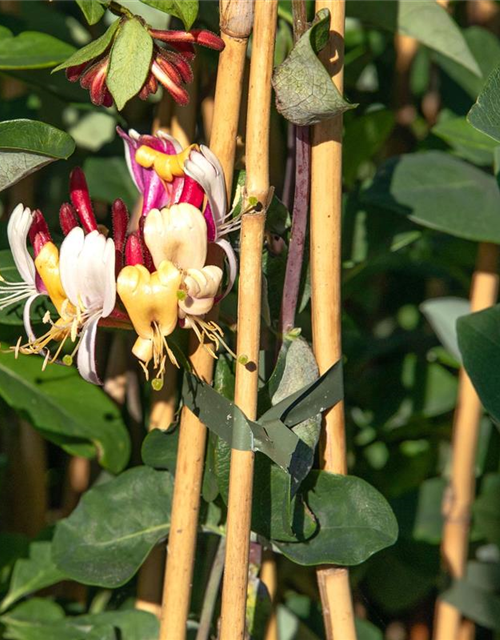 Lonicera x brownii 'Dropmore Scarlet'