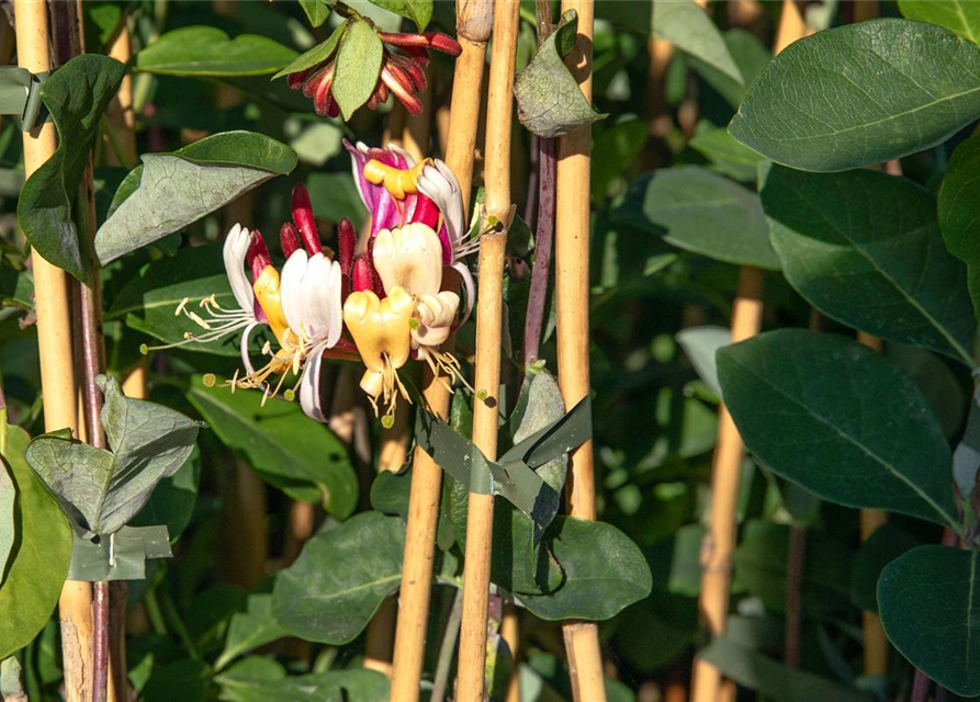 Lonicera x brownii 'Dropmore Scarlet'