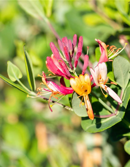 Lonicera x brownii 'Dropmore Scarlet'