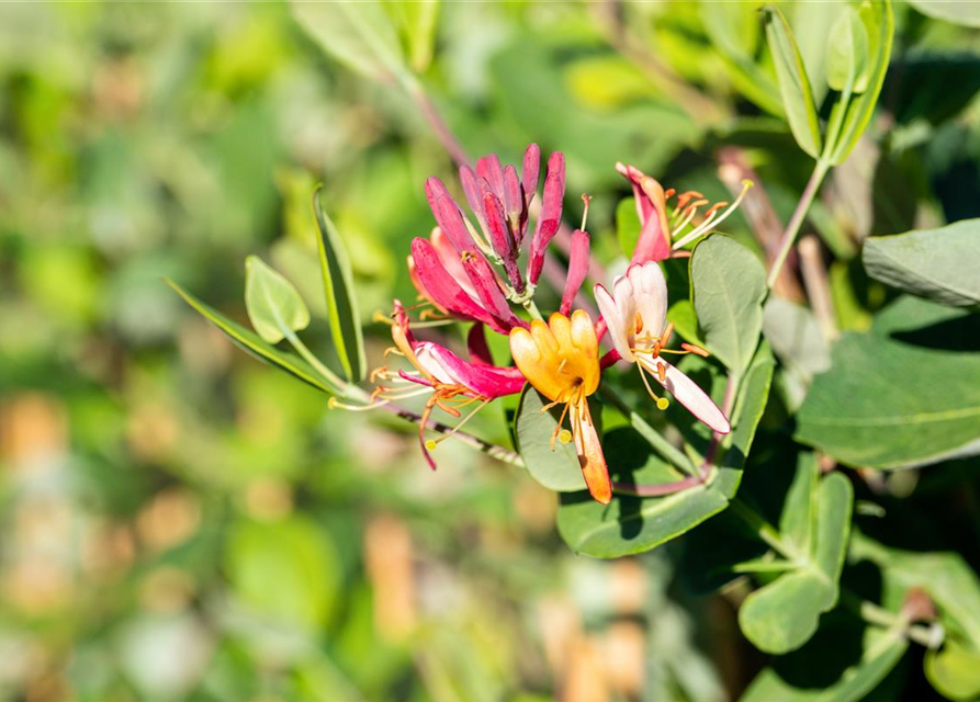 Lonicera x brownii 'Dropmore Scarlet'