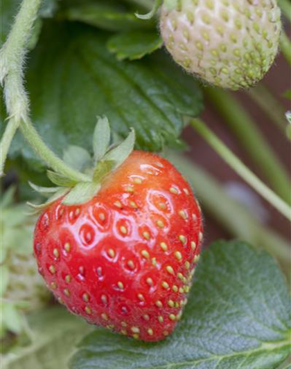 Fragaria x ananassa 'Senga®-Sengana®'