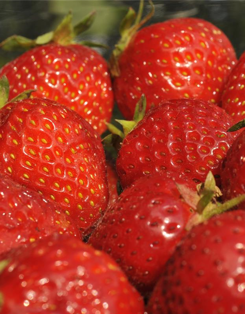 Fragaria x ananassa 'Senga®-Sengana®'