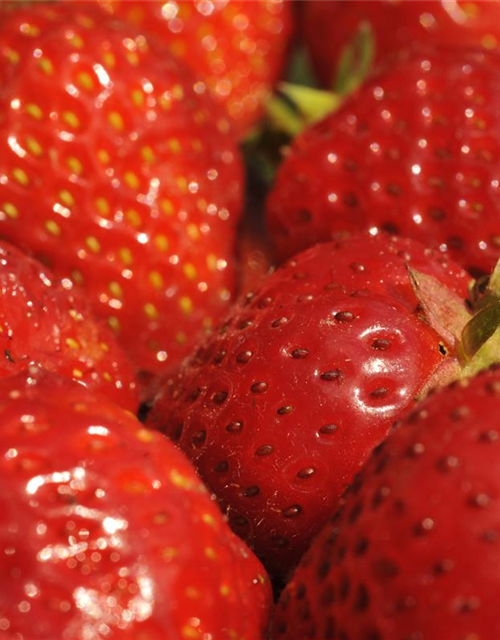 Fragaria x ananassa 'Senga®-Sengana®'