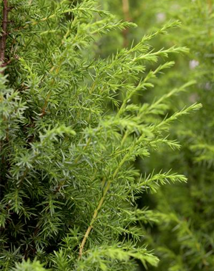 Juniperus communis