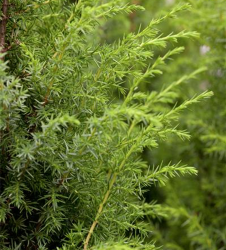 Juniperus communis