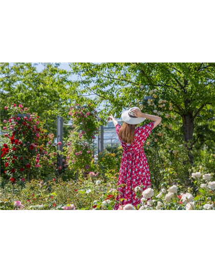 DER ROSENGARTEN - SCHLICHTE ELEGANZ UND TOLLE DüFTE