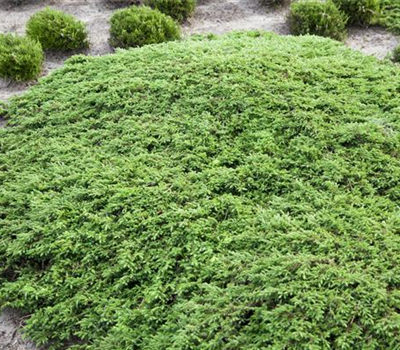 Juniperus communis 'Green Carpet'