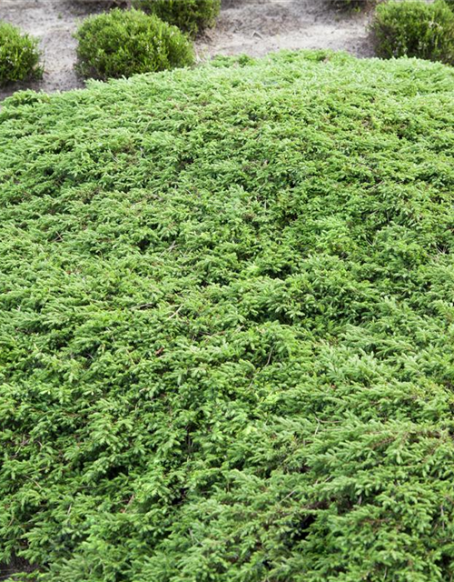 Juniperus communis 'Green Carpet'