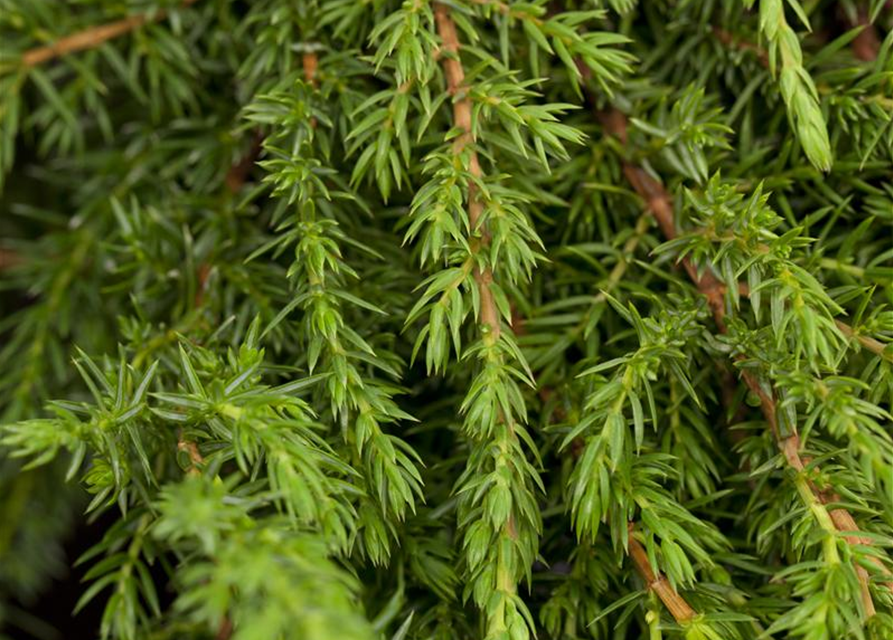 Juniperus communis 'Green Carpet'